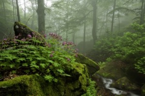 Wild Geranium